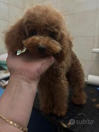Barboncina Toy Red 6 mesi