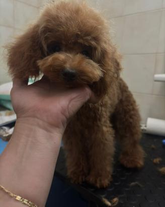 Barboncina Toy Red 6 mesi