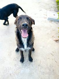 Nala, cucciola 5 mesi di simpatia pura
