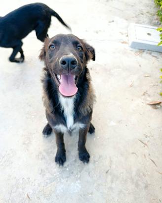Nala, cucciola 5 mesi di simpatia pura