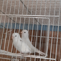 Canarini varie specie