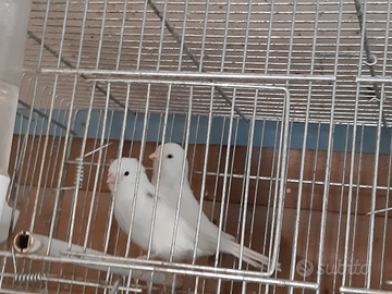 Canarini varie specie