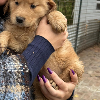 Golden Retriever Americano con Pedigree Enci