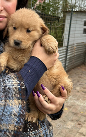 Golden Retriever Americano con Pedigree Enci