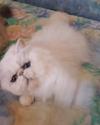 Gatta adulta persiana chinchilla