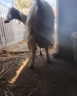Coppia capre monache originali