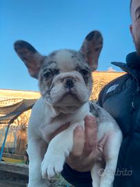 Cuccioli di bulldog francese 