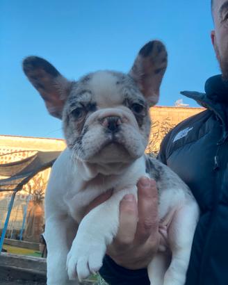 Cuccioli di bulldog francese 