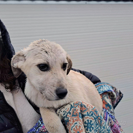 Cucciola occhi grandi