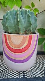 FEROCACTUS GLAUSCENSES INERMIS