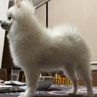 Disponibile per monta, spitz di Pomerania tedesco