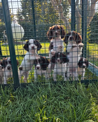 Cuccioli springer spaniel