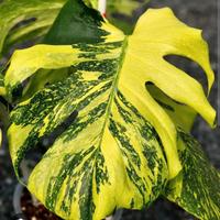 monstera Electrolyte 