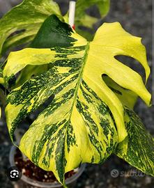 monstera Electrolyte 