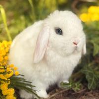 Cucciolo coniglio Minilop ariete nano