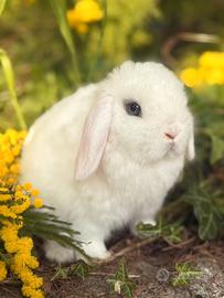 Cucciolo coniglio Minilop ariete nano