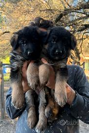 Cuccioli pastore tedesco