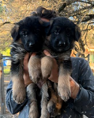 Cuccioli pastore tedesco
