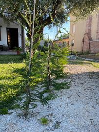 Leylandi altezza un metro