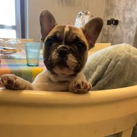 Cuccioli di Bouledogue Francese con pedigree Enci