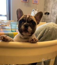 Cuccioli di Bouledogue Francese con pedigree Enci