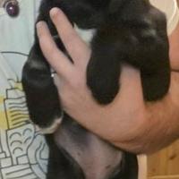 Cane - Ultimi cuccioli simil Labrador