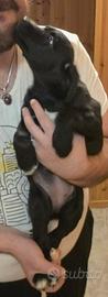 Cane - Ultimi cuccioli simil Labrador