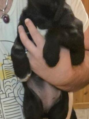 Cane - Ultimi cuccioli simil Labrador