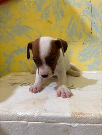 Jack Russell maschio e femmina