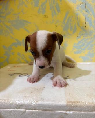 Jack Russell maschio e femmina