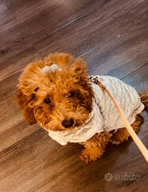 Barboncini maschi Toy/Mini Toy