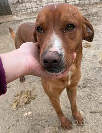 Ma questo musetto dolce?