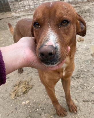 Ma questo musetto dolce?