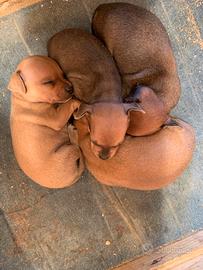 Cuccioli di Pinscher