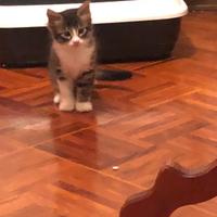 Gatti