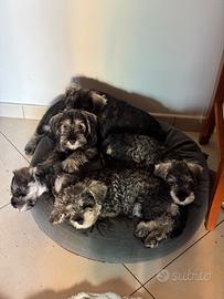 Ultima Cucciola Schnauzer nano Pepe e Sale