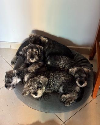 Ultima Cucciola Schnauzer nano Pepe e Sale