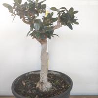 Ulivo prebonsai U06