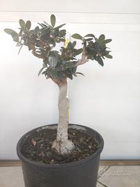 Ulivo prebonsai U06