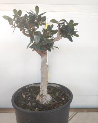 Ulivo prebonsai U06
