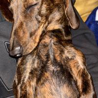 TIGRATO NANO per MONTA con PEDIGREE