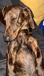 TIGRATO NANO per MONTA con PEDIGREE