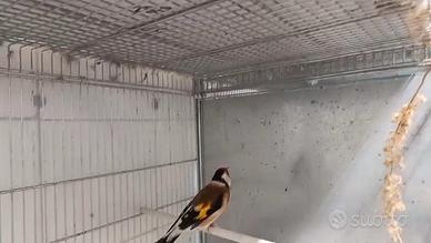 Cardellino major portatore bruno pastello