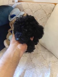 barboncino mini toy blach 