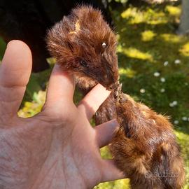 Colli di pelliccia di visone