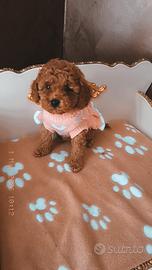 Cuccioli di barboncino, maltese e maltipoo