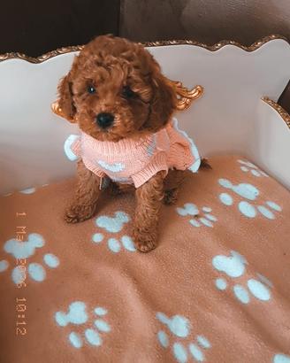 Cuccioli di barboncino, maltese e maltipoo