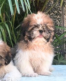 Shih tzu