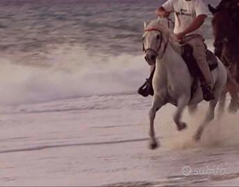 Cavallo