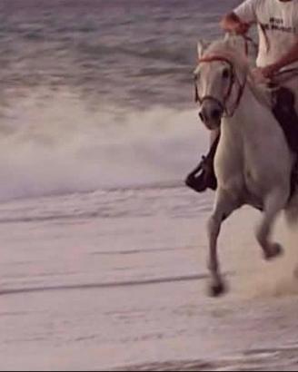 Cavallo
